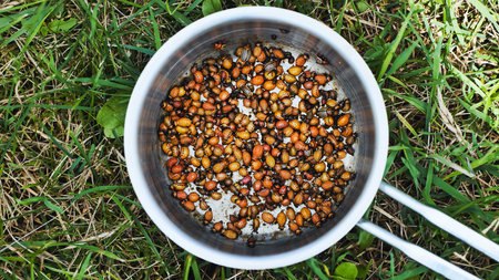 Colorado potato beetles and larvae frying in a metal pot over grass, illustrating unusual protein...