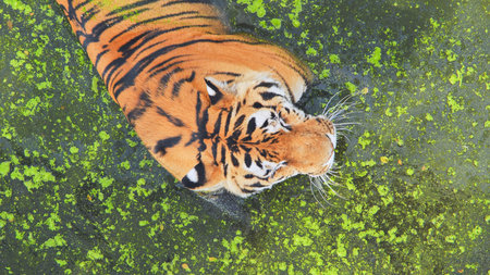 Top view of beautiful tiger swimming in a pond covered with green algae, enjoying a refreshing...