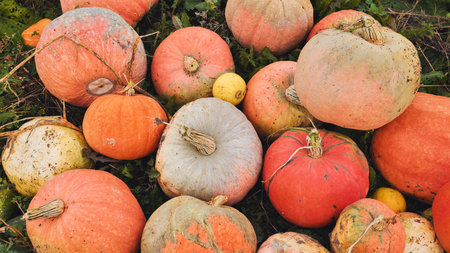 Colorful pumpkins laying on the grass in autumnの写真素材