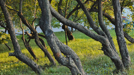 Crooked trees growing in a park with green grass