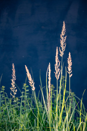 Tall grass against a dark blue background, natural plant life showing summer growth