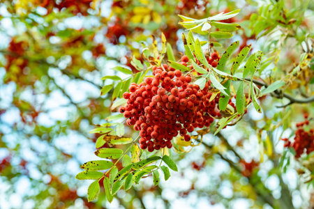 Rowan berry tree branch with vibrant red clusters in autumn forest