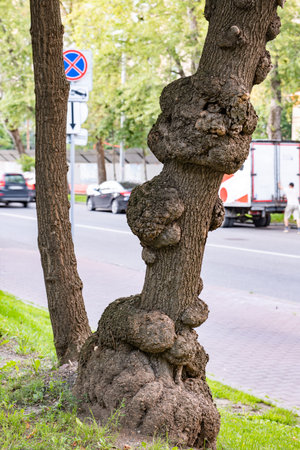 Tree trunk with large burls and abnormal growths stands by a busy urban street