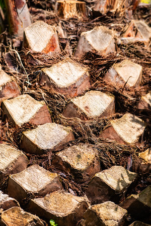 Palm trunk forming natural abstract pattern, brown rough wooden surface close upの写真素材