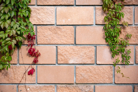 Autumn ivy climbing a brick wall creating a natural green and red background