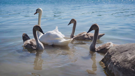 Swan family with cygnets swimming in lake, peaceful wildlife scene