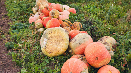 Pumpkins lying on the grass in the field after harvestの写真素材