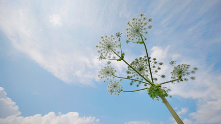 Heracleum flowers reaching the blue summer sky, symbolizing growth and natureの写真素材