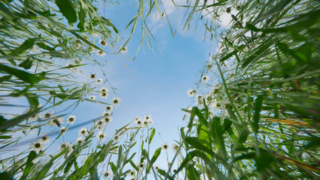 Heracleum and daisies growing upwards in a summer field, framing a clear blue sky