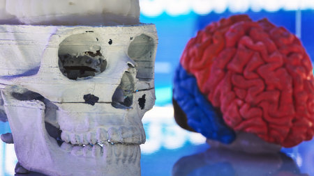 3D printed skull and human brain model illustrating anatomy at an exhibition
