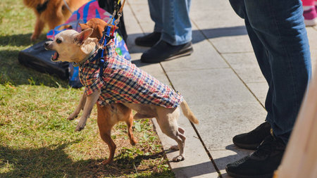 Two chihuahuas barking and jumping on leash at India Day festival in Moscow
