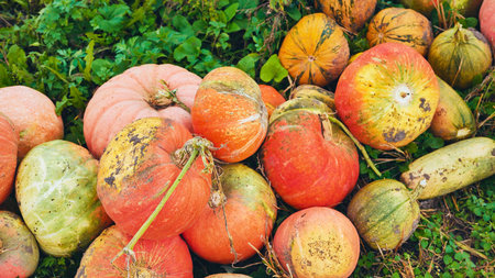 Ripe orange pumpkins resting on green grass, displaying various stages of decay after extended field...