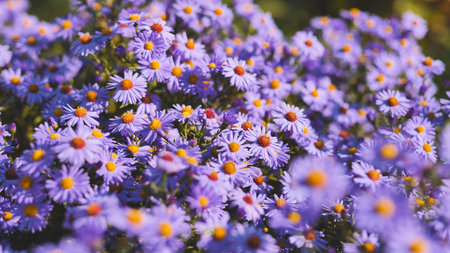 Blooming purple aster flowers carpeting sunny garden, radiating vivid natural beauty with lush...