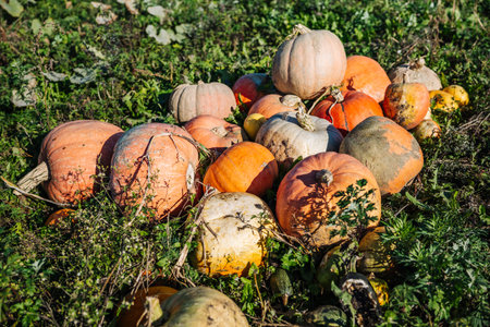 Pumpkins growing in a field during harvest season