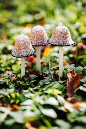 Shaggy ink cap mushrooms growing in green grassの写真素材