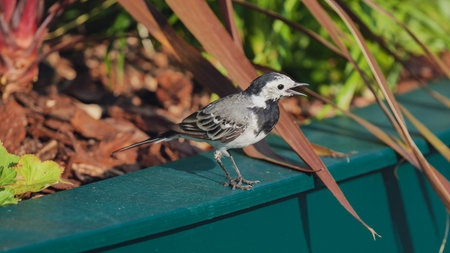 White wagtail bird with open beak perched on a green surface in a sunny garden.