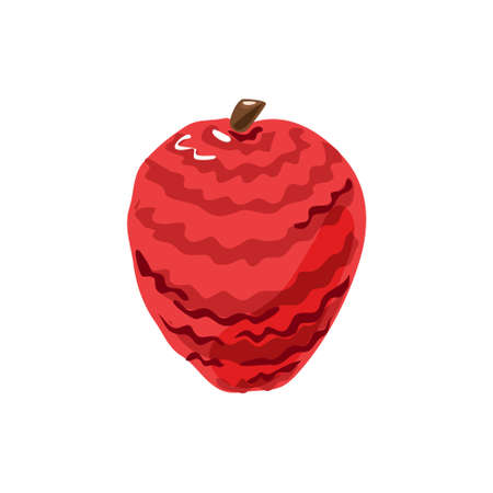Colorful lychee on a white isolated background. Vector.のイラスト素材