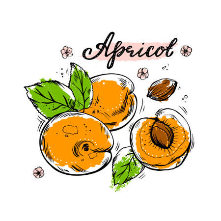 A set of hand-drawn colorful apricots on a white isolated background. Vector illustration for your design.のイラスト素材