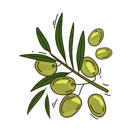 Vector illustration of an olive branch. Isolated background.のイラスト素材