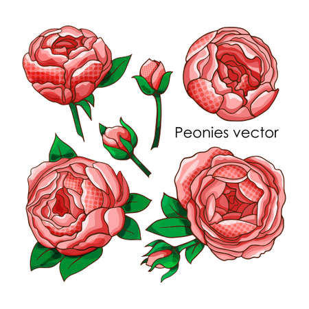 Vector set of peonies on an isolated background.のイラスト素材