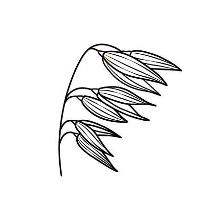 Oats sketch icon. Oatmeal. Line sketch for porridge, muesli, flakes, breakfast concept. Hand drawn outline vector art isolated on white background.のイラスト素材