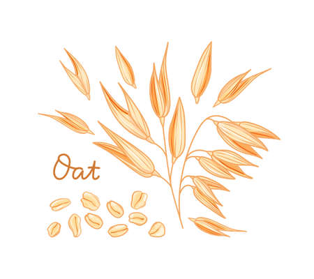 Oats set. Spikelets, grains and flakes on a white background. Cartoon style. Vector illustrationのイラスト素材