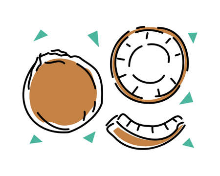 Whole coconut and slices on a white background set. Vector abstract illustration.のイラスト素材