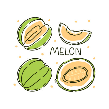 Juicy whole melon and slices set on a white background. Vector abstract illustration.のイラスト素材