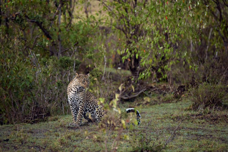 graceful leopard