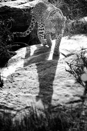 black and white image of leopard at river bankの写真素材