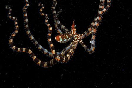 wonderpusの写真素材