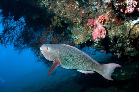 Parrotfishes swimming near the coralの写真素材