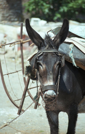 A dark working donkey.の写真素材