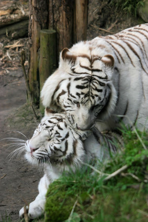 White tigers making love in the Zoo.