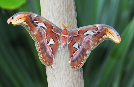Butterfly cobra (Attacus atlas) close-up
