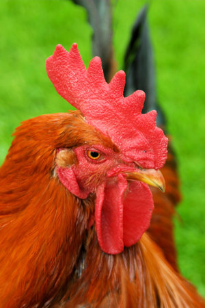 Red roosterの写真素材