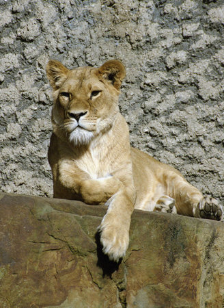 A female lionの写真素材