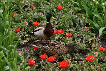 Two wild ducks in a tulip fieldの写真素材