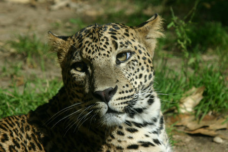 Close-up of a leopard