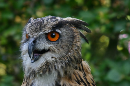 Beautiful portrait of European Eagle Owl the bubo buboの写真素材