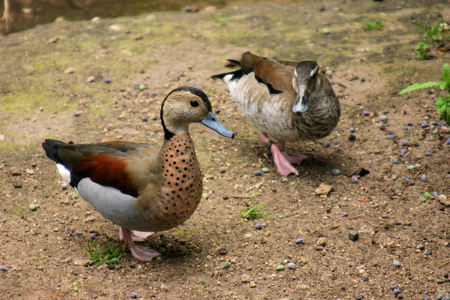 Beatiful colorful ducks, male and femaleの写真素材