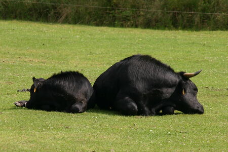 Black cows, mother and calfの写真素材