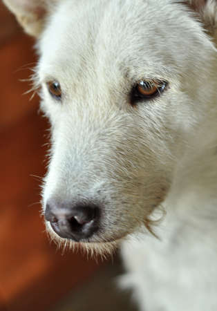 Thai Dirt Dog White and Brown Eyeの写真素材