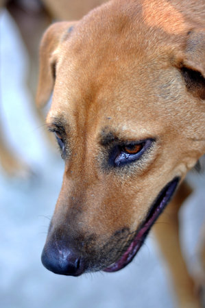 Thai Red Dog Brown Eyeの写真素材