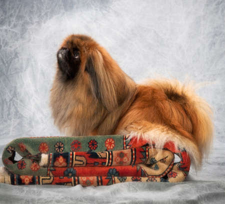 Portrait of Pekingese dogの写真素材