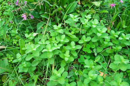 Plants of mint in kitchen garden (organic farming)の写真素材