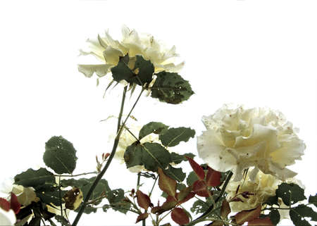 Sick rosesの写真素材