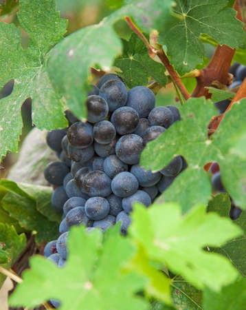 Vine grapes, grape harvest in Italy, Piedmont.の写真素材