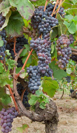 Bunches in  vineyard in Piedmont, Italy.の写真素材