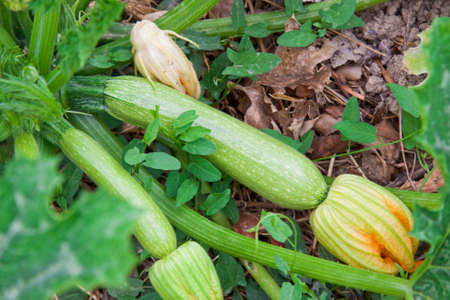 Courgettes or zucchini in kitchen gardenの写真素材